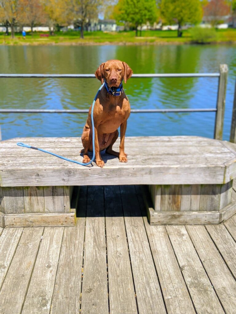 vizsla dog by the water
