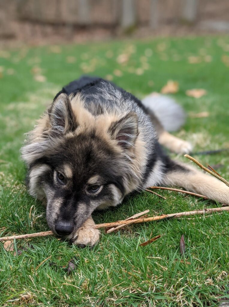 shepherd dog lying on grass with stick