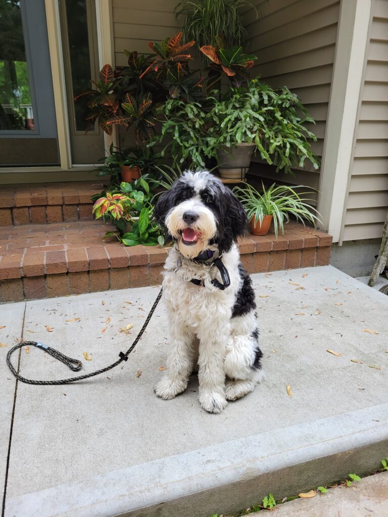 obedient dog sitting on porch