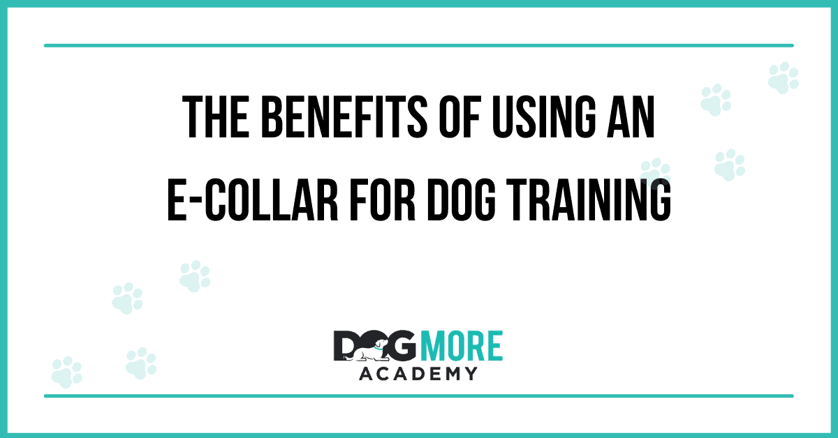 The Benefits of Using an E-Collar for Dog Training
