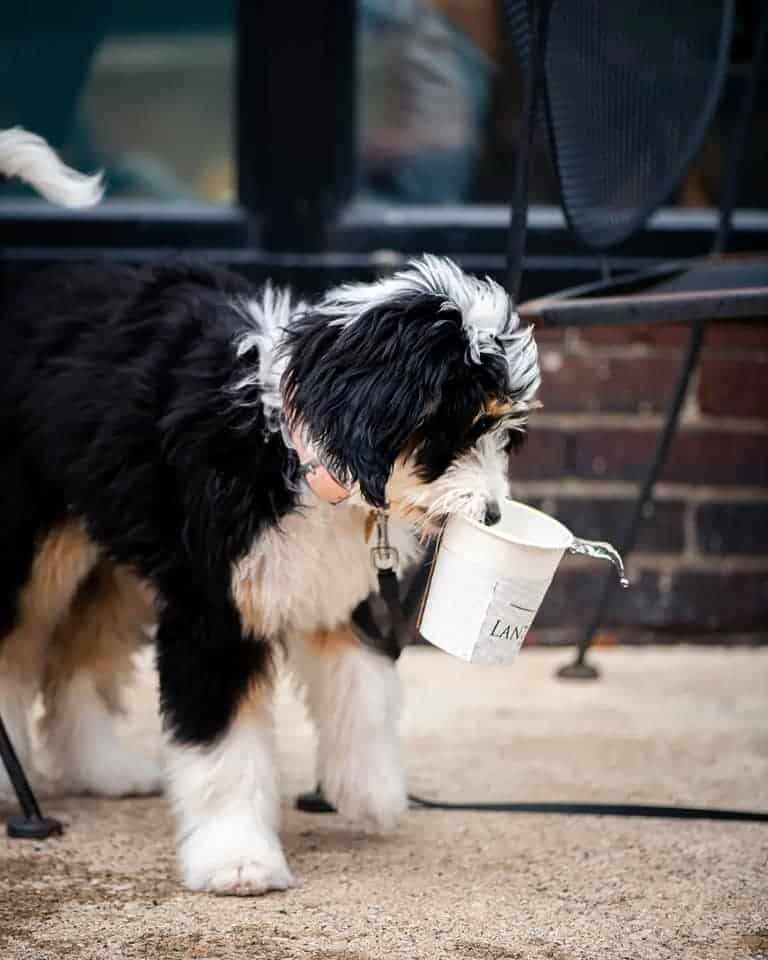 dog outside lantern coffee