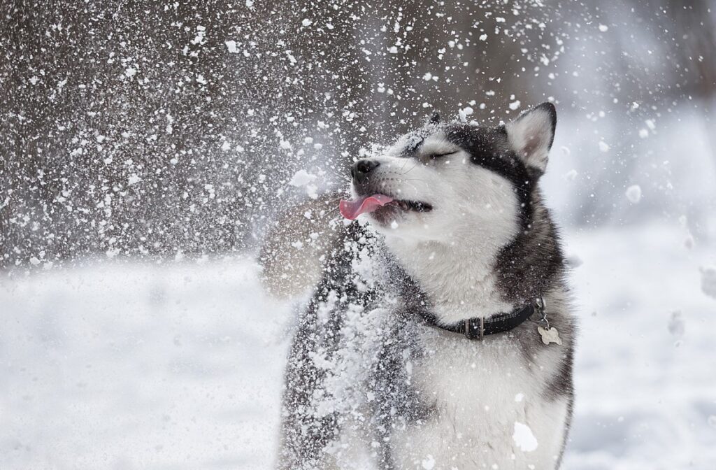 siberian husky licking the snow