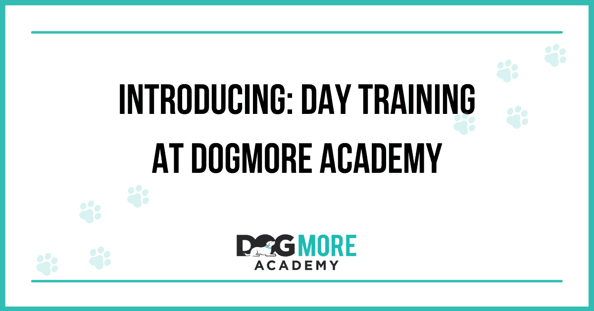 Introducing: Day Training at DogMore Academy