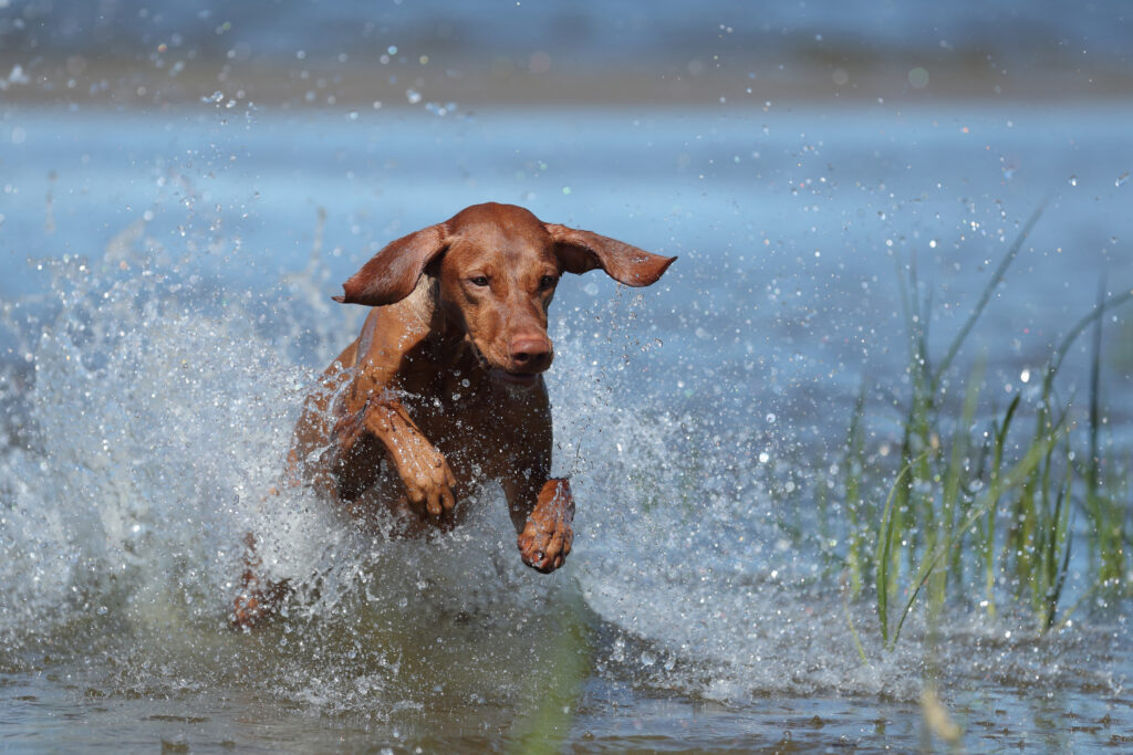 dog running and splashing in water