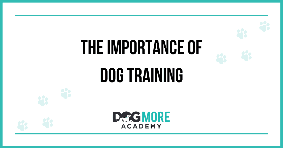 The Importance of Dog Training