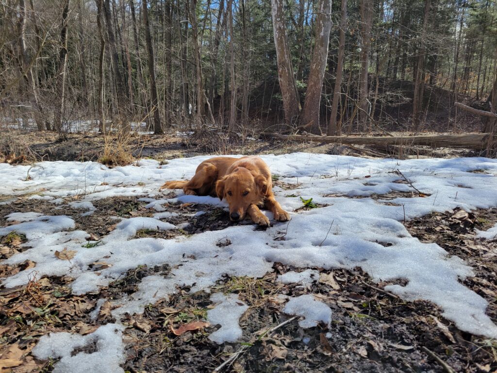 retriever dog laying in snow